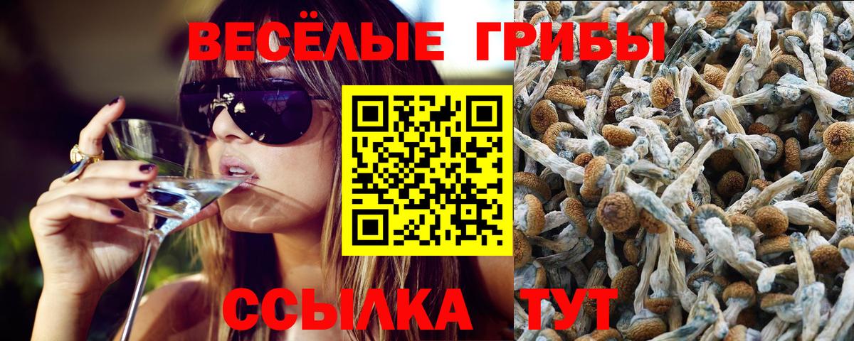Галлюциногенные грибы Psilocybine cubensis Стрежевой